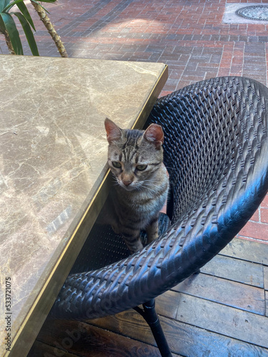 Street cat on a chair in a cafe