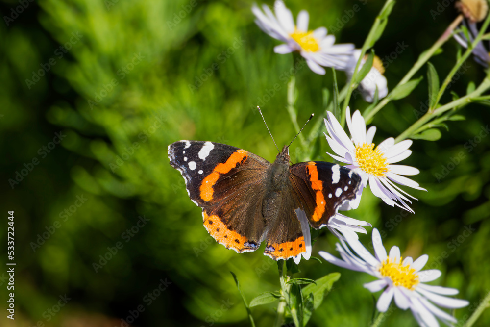 Red admiral butterfly (Vanessa Atalanta) with open wings perched on a white daisy in Zurich, Switzerland Red admiral butterfly (Vanessa Atalanta) with open wings perched on a white daisy in Zurich, Switzerland