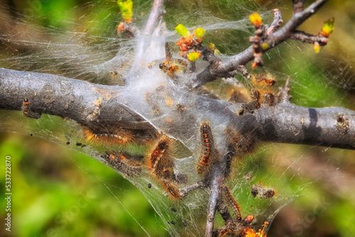 Nid d'hiver de la chenille processionnaire