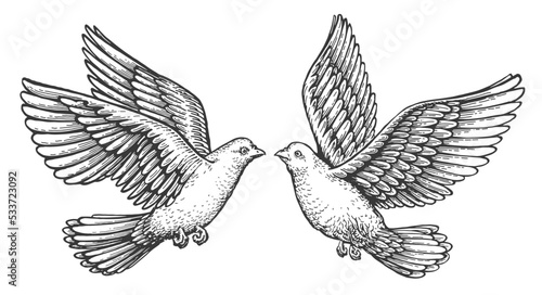 Pair of flying doves in love. Pigeon with spread wings. Bird animal sketch. Hand drawn vector vintage illustration