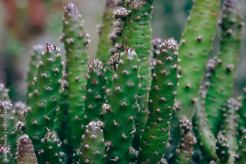 Suculenta Suculenta