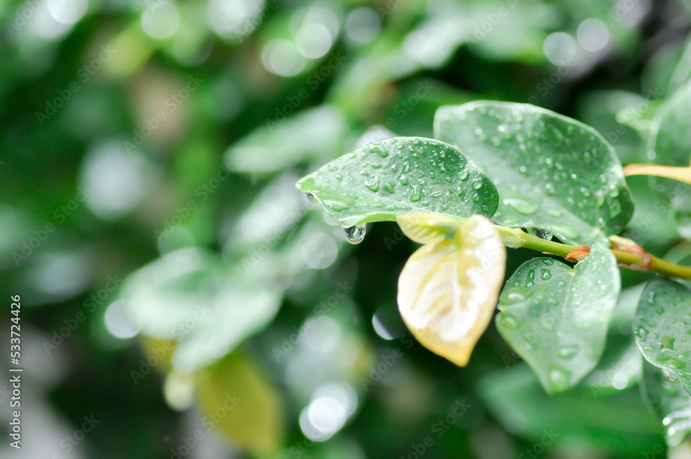 ficus pumila or climbing fig or MORACEAE and dew drop ficus pumila or climbing fig or MORACEAE and dew drop