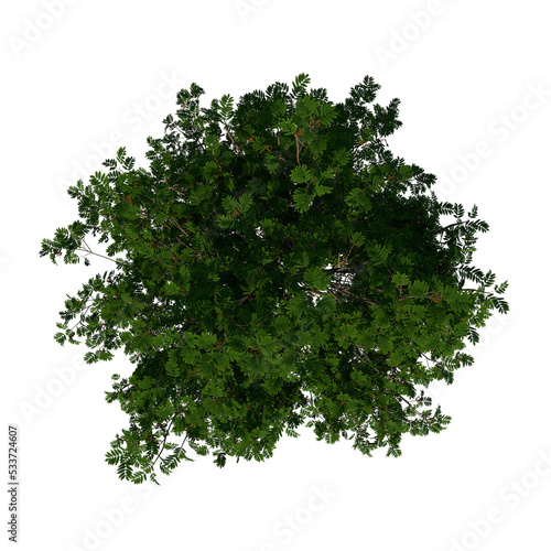 Top view tree  sorbus aucuparia 2  plant png