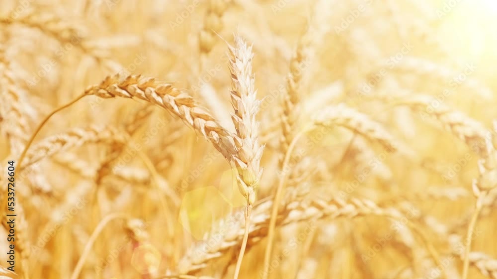 Close-up view to swaying yellow ear wheat on the wind. The ripe grains is ready to harvesting and going for supply and transporting to the cereal storages. Agriculture industry concept background. Close-up view to swaying yellow ear wheat on the wind. The ripe grains is ready to harvesting and going for supply and transporting to the cereal storages. Agriculture industry concept background.