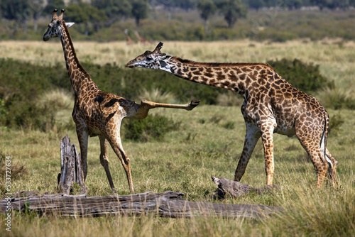 Pair of Masai giraffes fighting on a grass field captured in wilderness photo