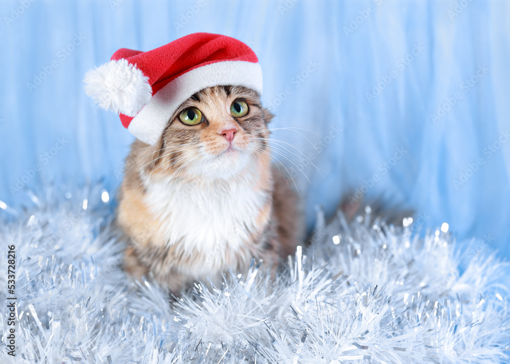 Cat is sitting in a shiny garland. Happy New Year. Merry Christmas. Pet care. Little Cat on the white blue background close up. Christmas garland. Winter. Cute Kitten is looking at the camera. 2023. Cat is sitting in a shiny garland. Happy New Year. Merry Christmas. Pet care. Little Cat on the white blue background close up. Christmas garland. Winter. Cute Kitten is looking at the camera. 2023.