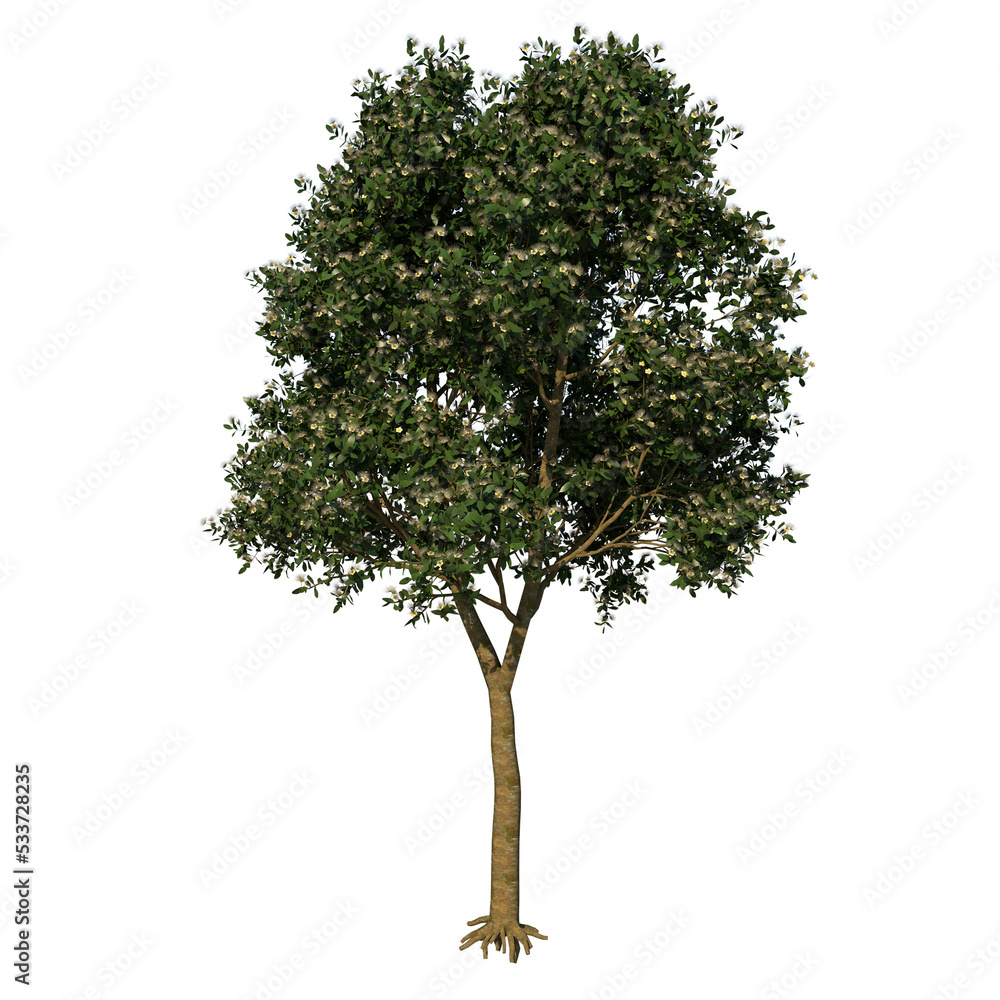Fototapeta premium Front view tree (Sea Apple 2) plant png 