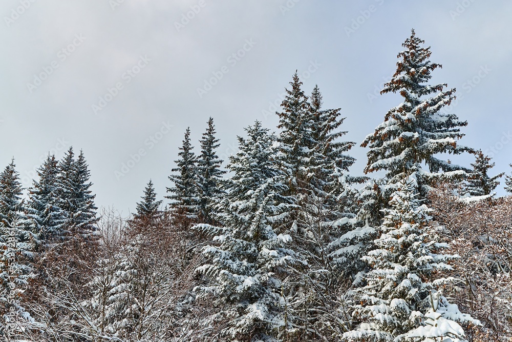 Winter Landscape with Trees, Falling Snow Winter Landscape with Trees, Falling Snow
