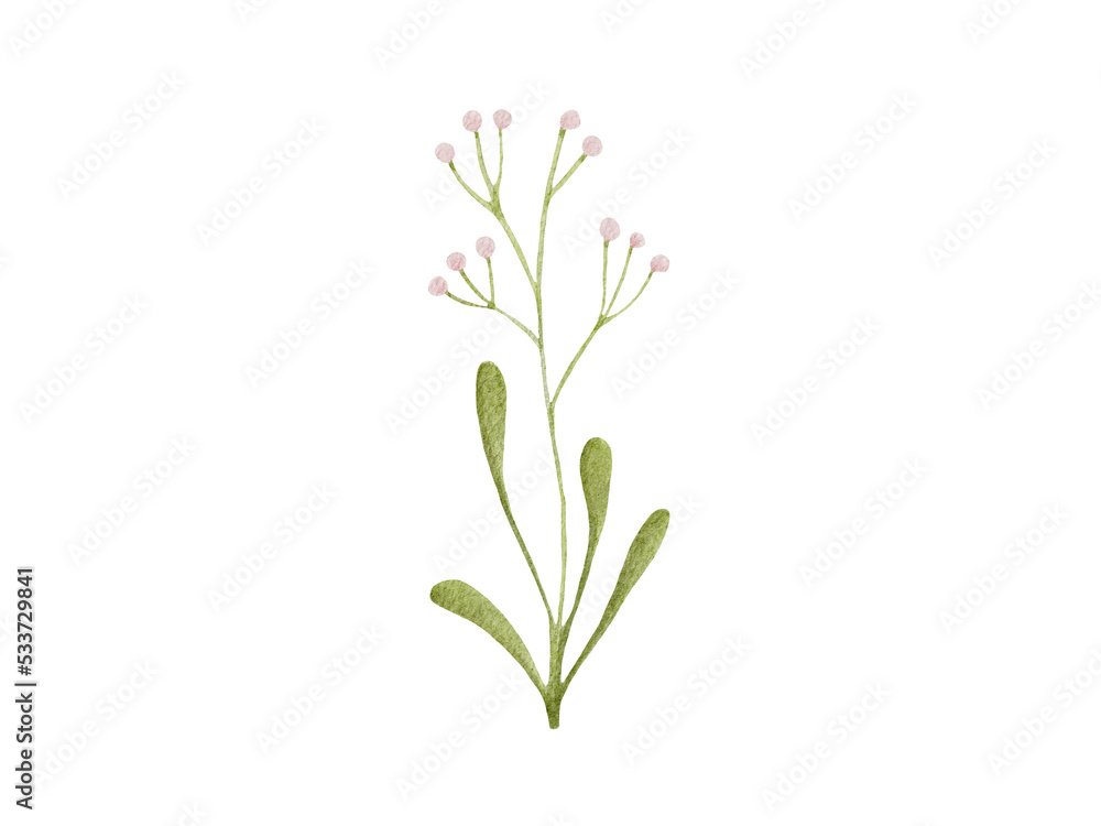 Obraz premium plant isolated on white