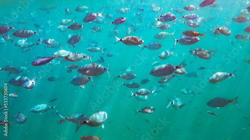 fish swimming at the bottom of the sea with sun rays  reflected light