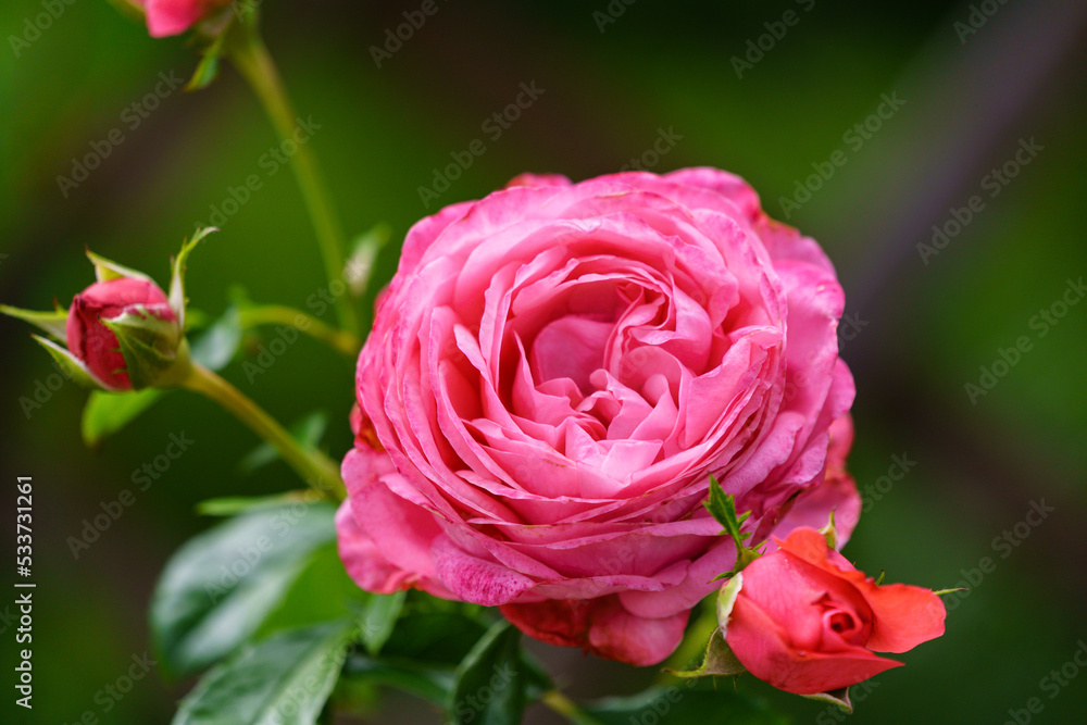 Blossoming pink rose in summer garden on natural green light blurred background. Blossoming pink rose in summer garden on natural green light blurred background.