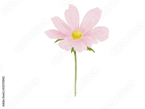 pink cosmos flower