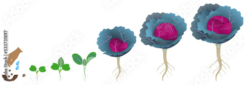Cycle of growth of red cabbage plant on a white background.