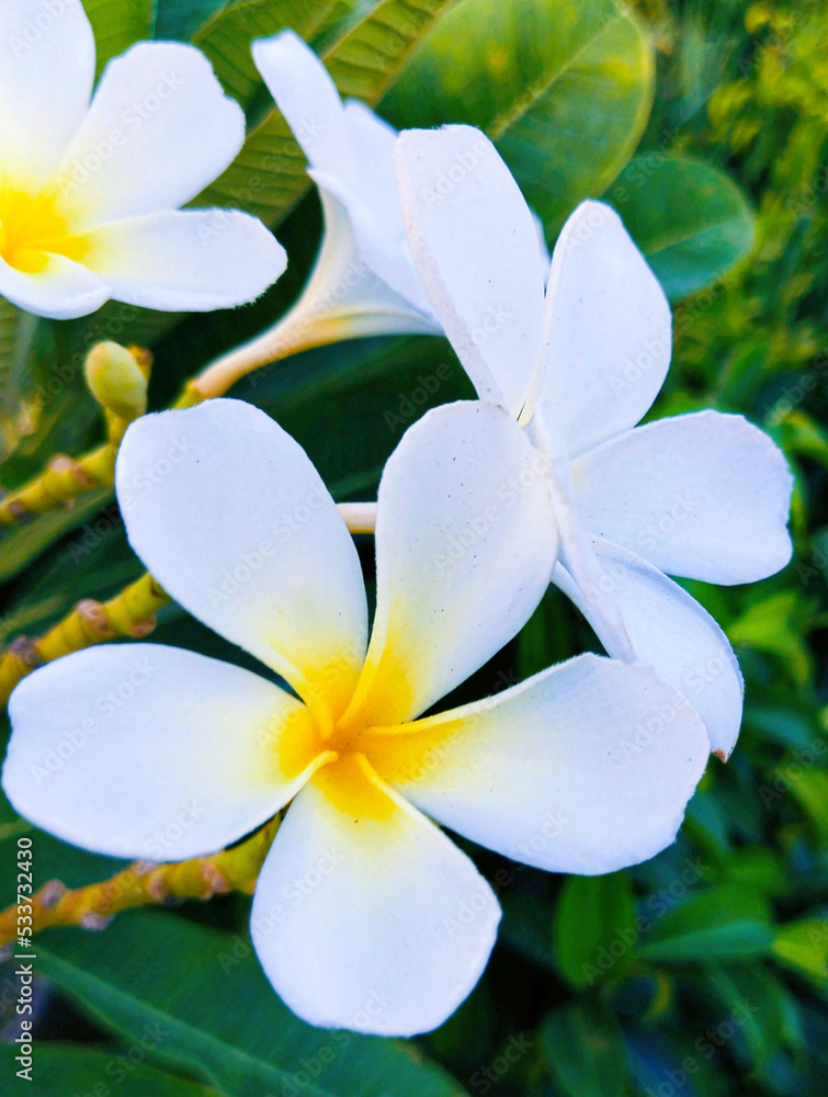 Fototapeta premium Beautiful Gardenia taitensis white flower Tahitian gardenia or tiaré white flower plant of family Rubiaceae. An evergreen tropical shrub with dark green leaves and stem flowers blossom green leaves 