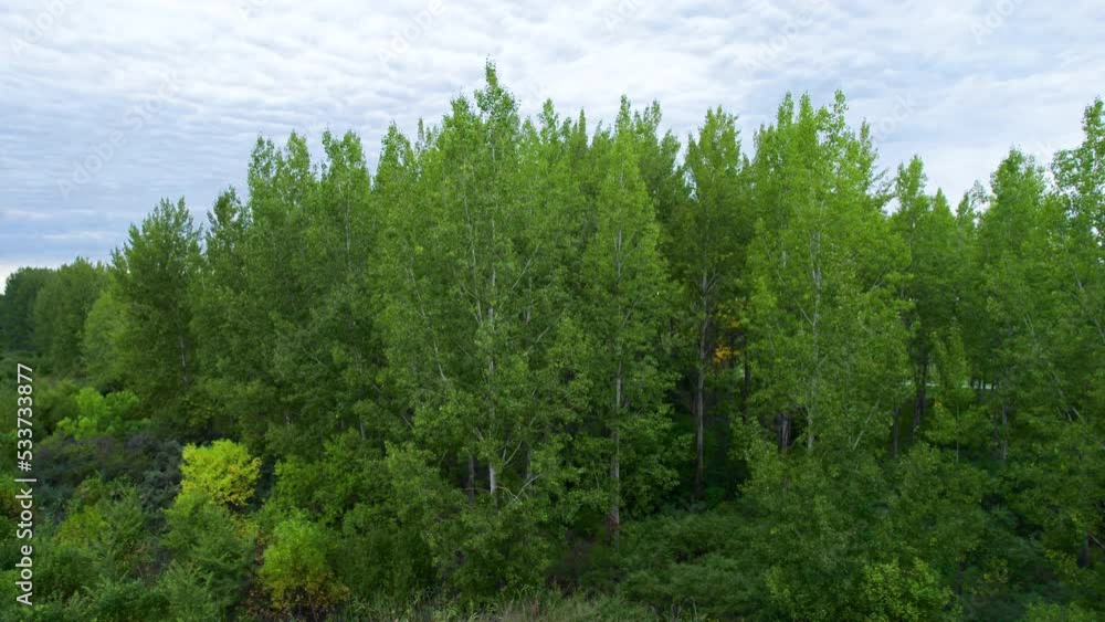 Green forest in autumn Green forest in autumn