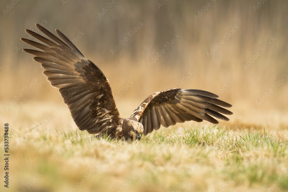 Birds of prey - Marsh Harrier female Circus aeruginosus hunting time Birds of prey - Marsh Harrier female Circus aeruginosus hunting time