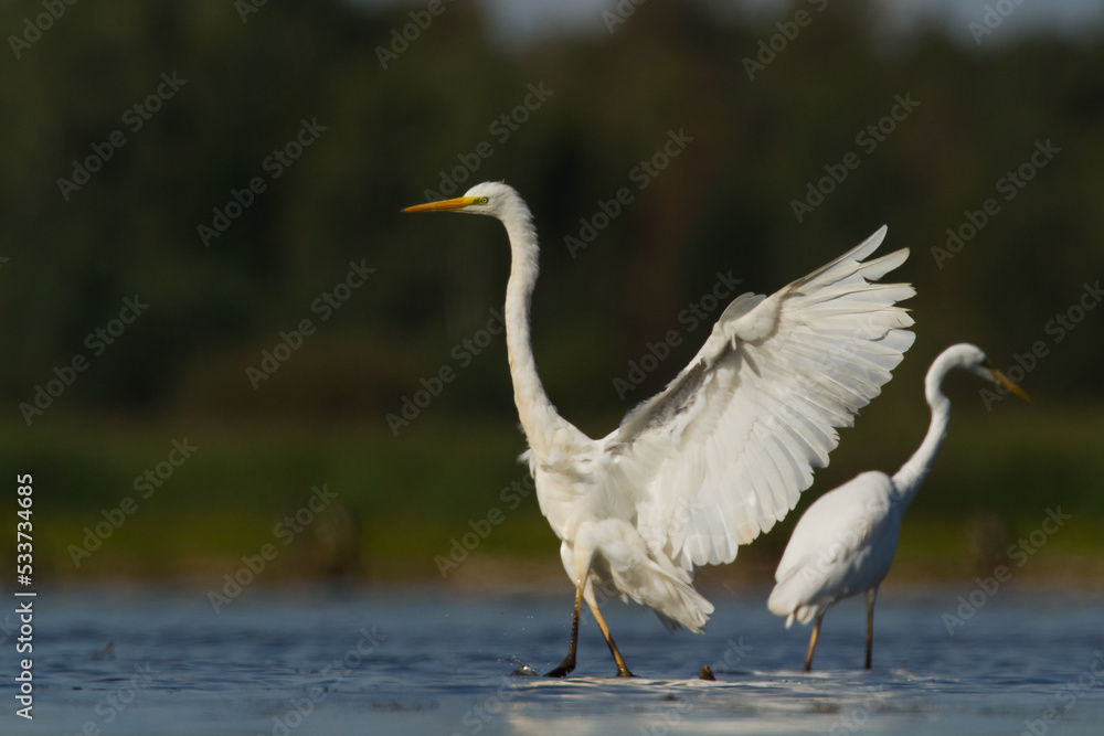 Bird Egretta alba Great Egret white bird on dark black background Bird Egretta alba Great Egret white bird on dark black background