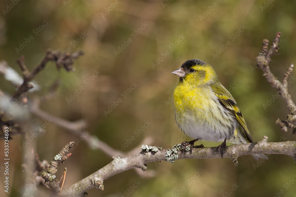 Bird Siskin Carduelis spinus male, small yellow bird, winter time in Poland Europe Bird Siskin Carduelis spinus male, small yellow bird, winter time in Poland Europe