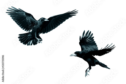 Rook Corvus frugilegus flying black bird isolated on white background