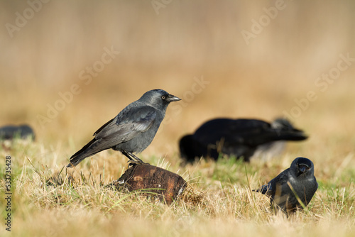 Bird - Jackdaw Corvus monedula, Poland Europe photo