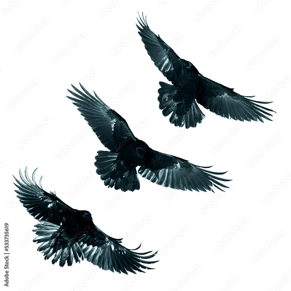 Obraz premium Birds flying ravens isolated on white background Corvus corax. Halloween - mix three flying birds