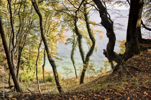 sassnitz, deutschland - steilküste mit bäumen auf der insel rügen photo