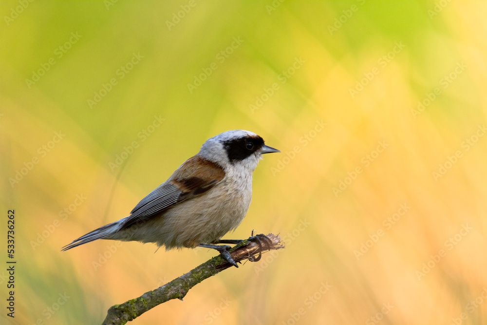 Obraz premium Bird Remiz pendulinus Penduline Tit perched on tree Poland Europe