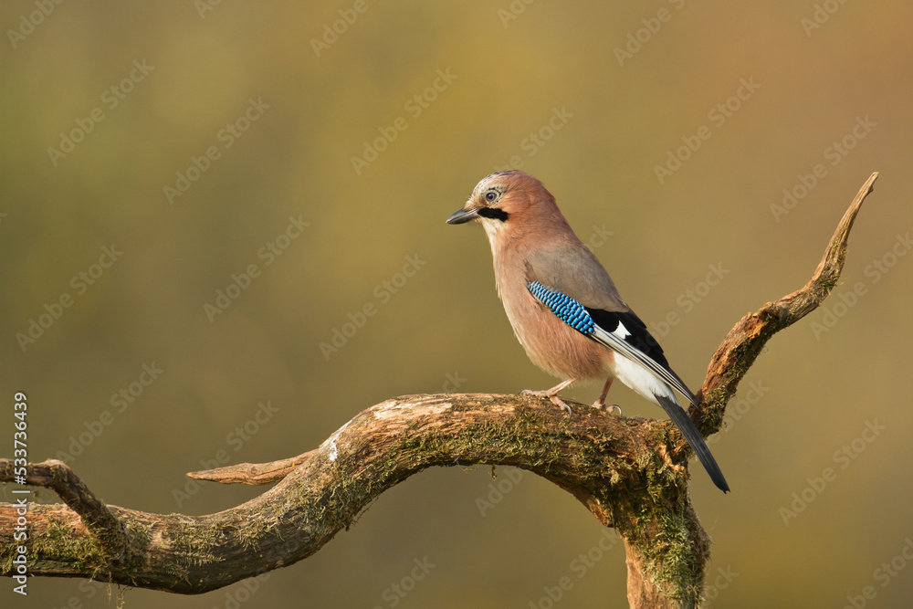 Obraz premium Bird Eurasian Jay Garrulus glandarius sitting on the branch Poland, Europe 
