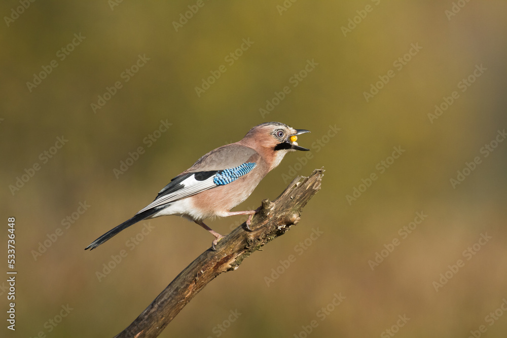 Bird Eurasian Jay Garrulus glandarius sitting on the branch Poland, Europe Bird Eurasian Jay Garrulus glandarius sitting on the branch Poland, Europe