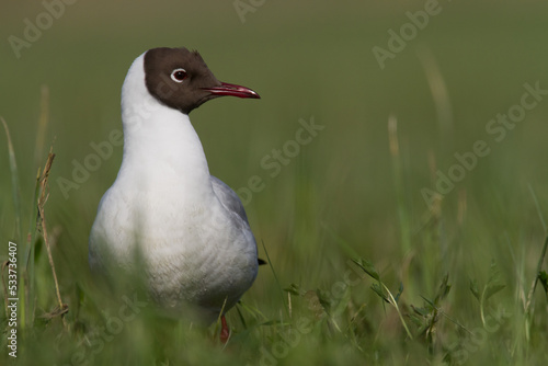 Bird black-headed gull Chroicocephalus ridibundus on green background spring time Poland, Europe