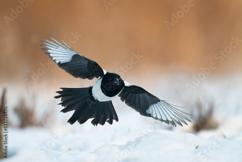 Bird - Common magpie Pica pica flying bird, very smart and clever bird with black and white plumage on brown background  © Marcin Perkowski