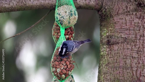 Coal tit (Periparus ater) at the winter feeding - 2 clips -  Canon R6 with RF 100-500mm [4K50p]