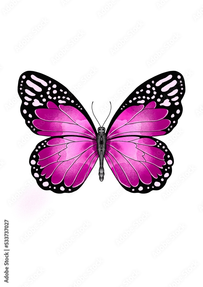 Pink and purple butterfly isolated on white background Pink and purple butterfly isolated on white background