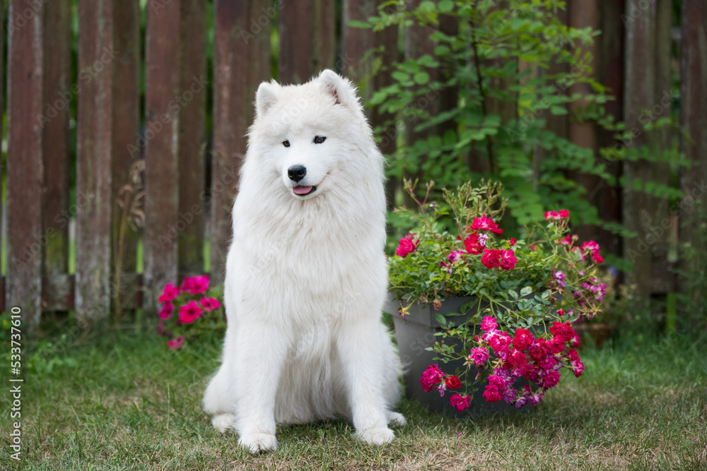 White Samoyed puppy sits on the green grass with flowers. Dog in nature, a walk in the park