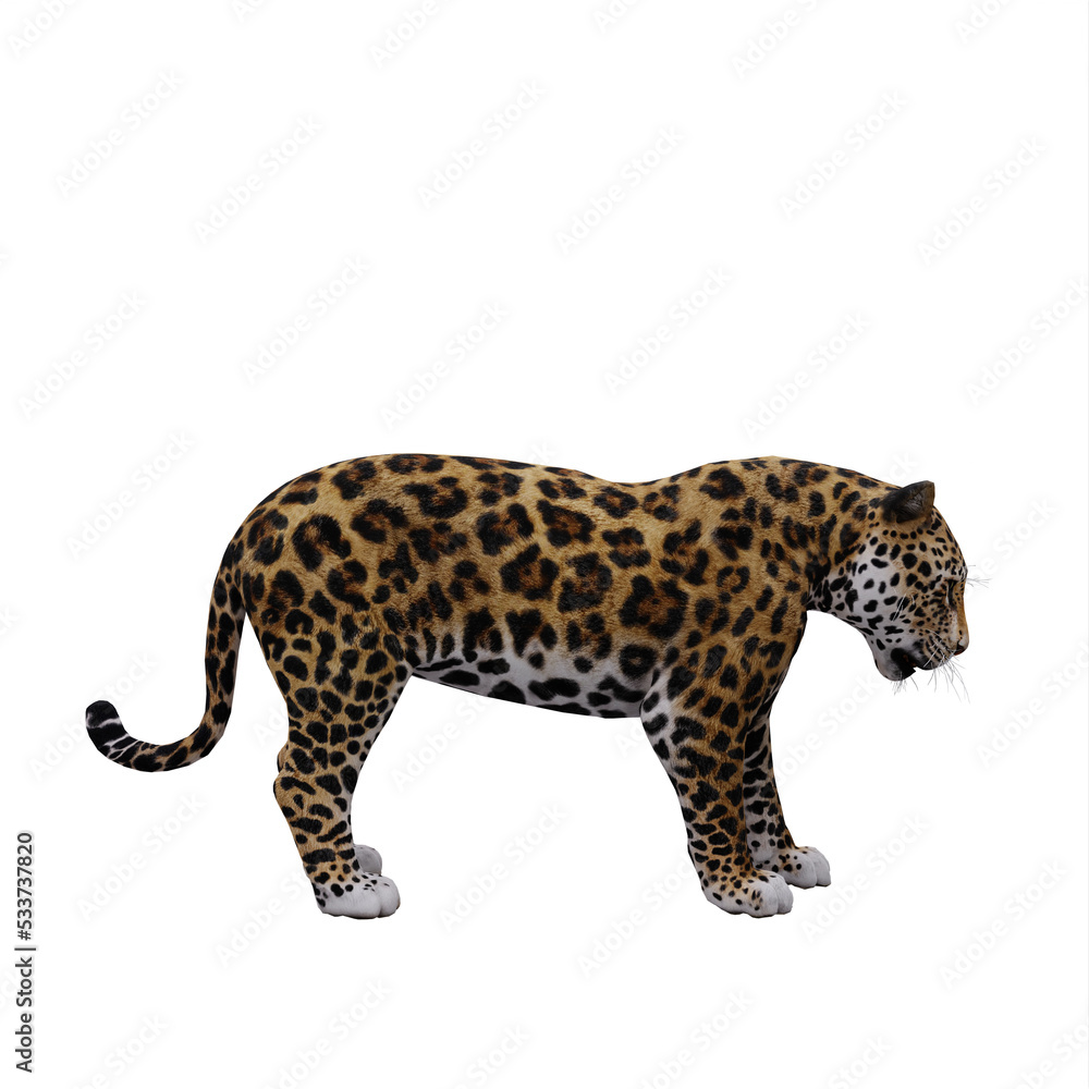 Obraz premium Jaguar