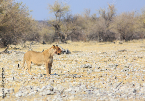 A lone Lioness walking near Ombika Waterhole.  Heat Haze and sand particles are visible due to the immense heat at this time of year.