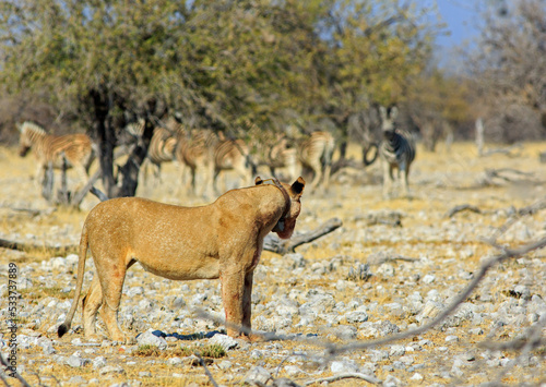 Lone Lioness standing and looking at an out of focus herd of zebra in the background in Etosha National Park, Namibia, Southern Africa