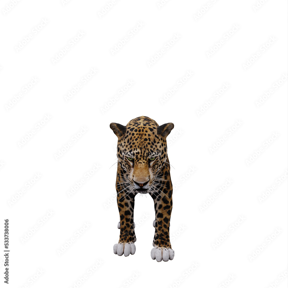 Obraz premium Jaguar