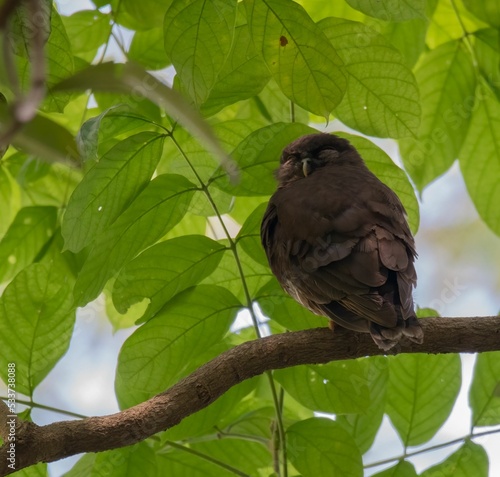 View of an Accipitrinae bird also known as hawk perched on a tree branch under the green leaves photo