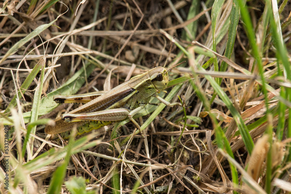 Grashüpfer Grashüpfer