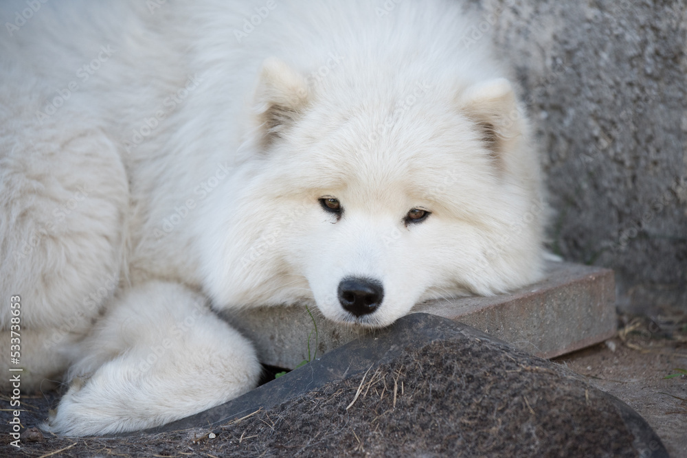 White Samoyed puppy sits in the courtyard. Dog in nature, a walk White Samoyed puppy sits in the courtyard. Dog in nature, a walk