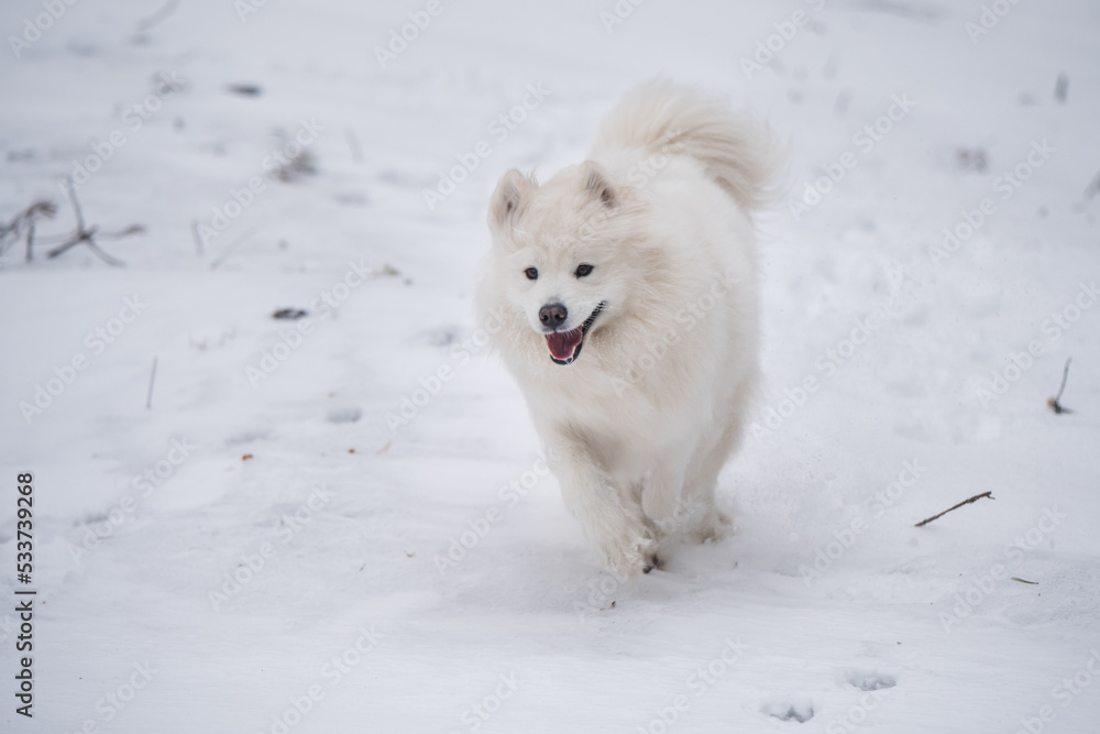 Samoyed white dog is running on snow outside