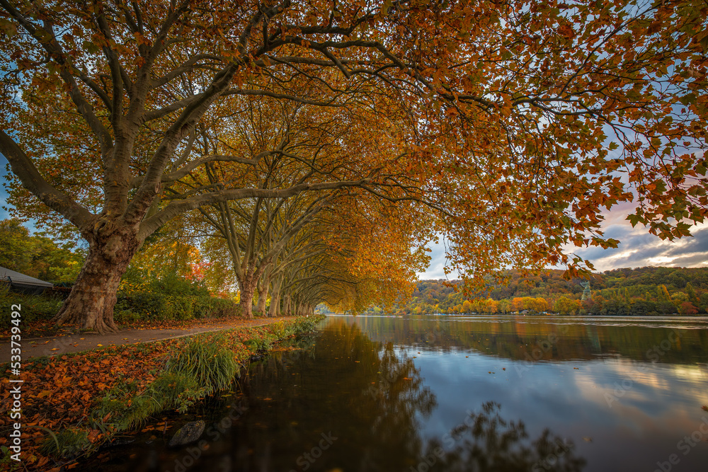 Baumallee wunderschön an einem See gelegen im Herbst mit seinen bunten Farben und der Wasserspiegelung