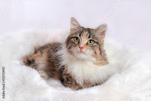 Fototapeta Naklejka Na Ścianę i Meble -  Happy kitten laying in a soft bed. Cute tabby Kitten sleep on white fur. Portrait of a cat with big green eyes. Pets concept. Cat looks up while sitting on a white background. Beautiful Kitten rests.