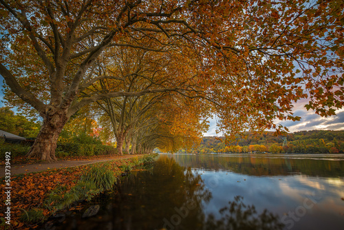 Baumallee wundersch  n an einem See gelegen im Herbst mit seinen bunten Farben und der Wasserspiegelung