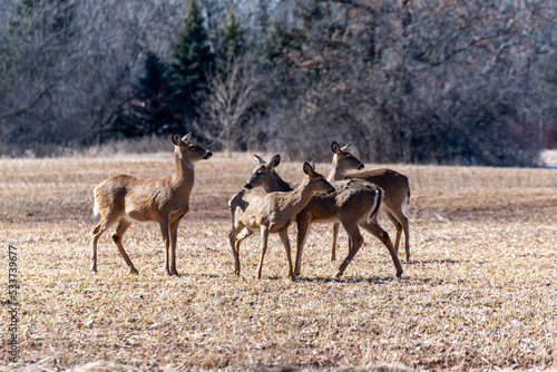 Urban Deer Gather In A Local Field In Spring