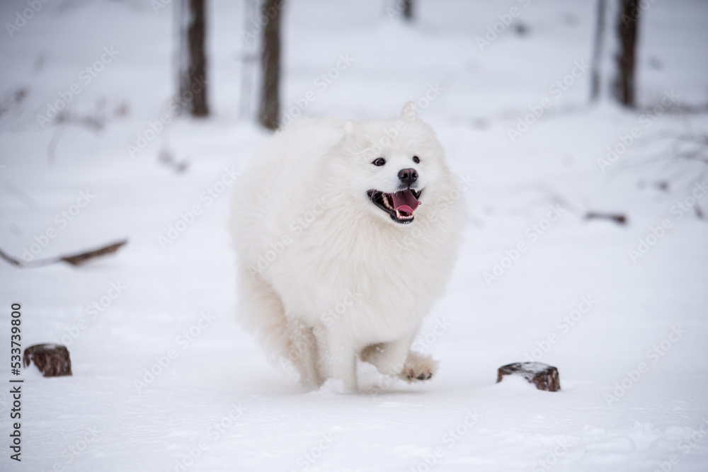 Samoyed white dog is running on snow outside Samoyed white dog is running on snow outside