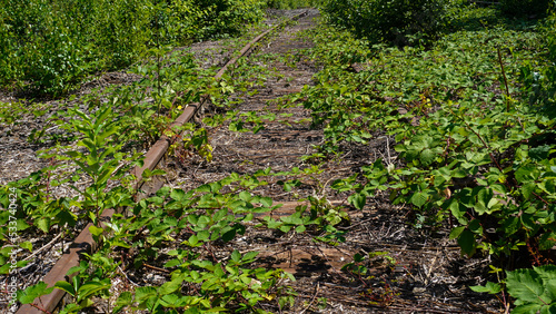 Stillgelegte Bahnschienen.