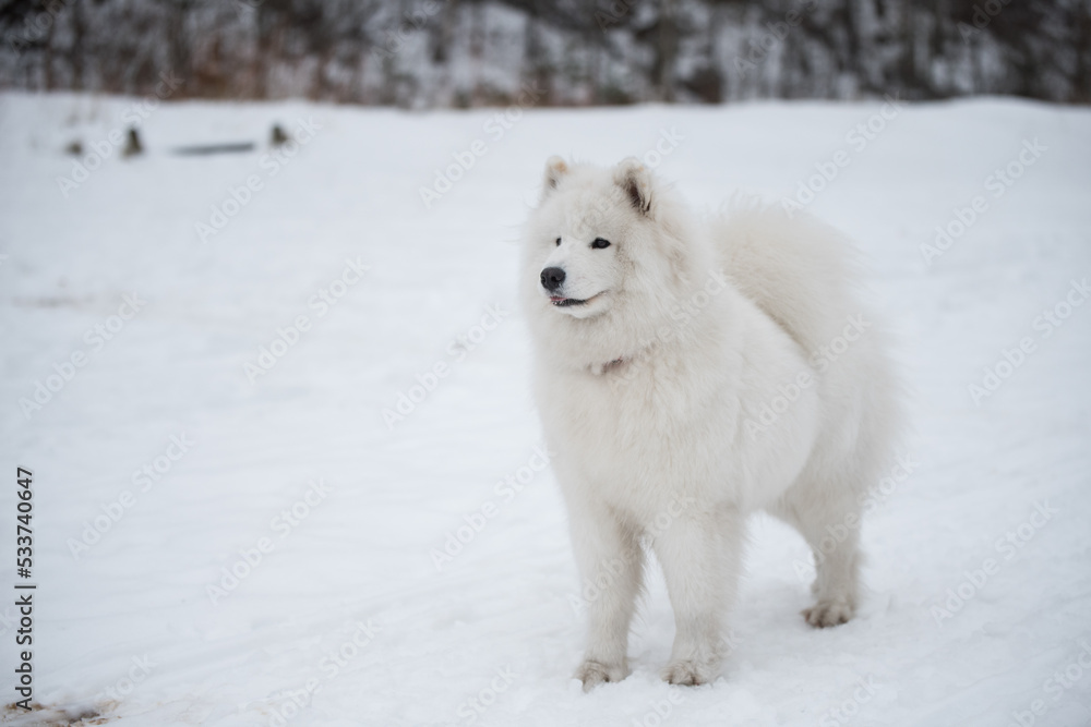 Samoyed white dog is on snow Saulkrasti beach in Latvia Samoyed white dog is on snow Saulkrasti beach in Latvia