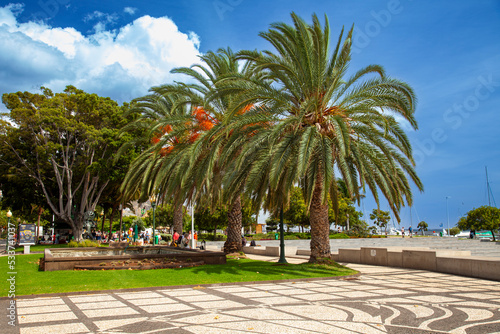 Date palms on the promenade at the port of Funchal, Madeira, Portugal,Europe